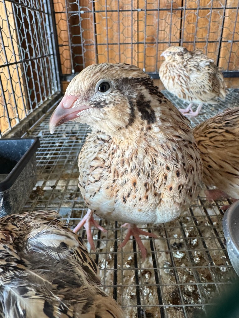 Coturnix quail standing inside a wire aviary enclosure.