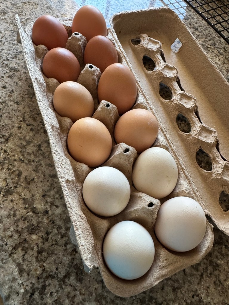 Chicken Eggs Raised at Home