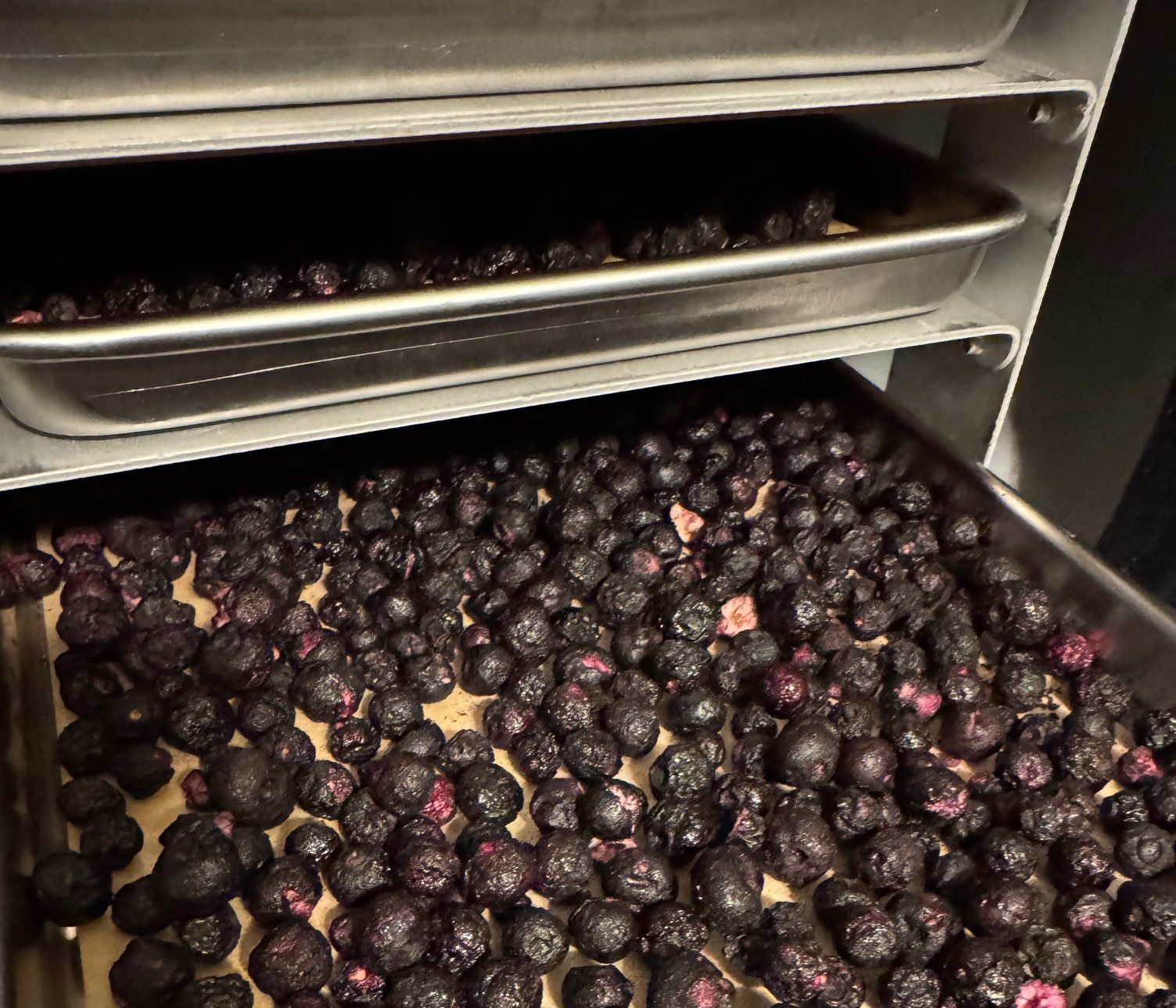 Inserting Prepared Trays Filled with Blueberries in to Freeze Dryer